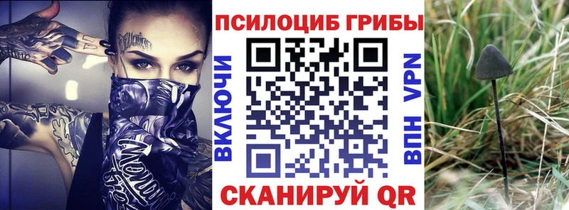 Галлюциногенные грибы Psilocybe  это состав  Сретенск  как найти наркотики 